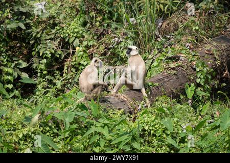 Ein Paar tarai-graue Lachr-Affen, die auf einem umgestürzten Baum in einem Wald sitzen Stockfoto