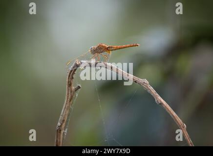 Eine selektive Fokusaufnahme einer orangefarbenen, scharlachroten Skimmer-Libelle auf einem Ast Stockfoto