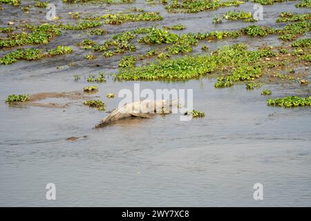 Ein kleines Krokodil, das im Wasser liegt, inmitten von üppigem Laub Stockfoto