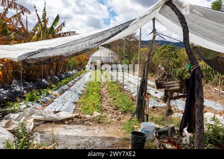 San Pablo Huitzo, Oaxaca, Mexiko - Landwirte sind Teil einer Genossenschaft, die agroökologische Prinzipien verwendet. Sie vermeiden Pestizide und andere Chemikalien, A Stockfoto