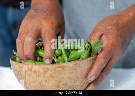 San Pablo Huitzo, Oaxaca, Mexiko - Landwirte sind Teil einer Genossenschaft, die agroökologische Prinzipien verwendet. Sie vermeiden Pestizide und andere Chemikalien, A Stockfoto