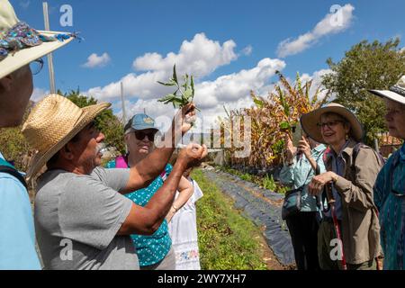 San Pablo Huitzo, Oaxaca, Mexiko - Landwirte sind Teil einer Genossenschaft, die agroökologische Prinzipien verwendet. Sie vermeiden Pestizide und andere Chemikalien, A Stockfoto