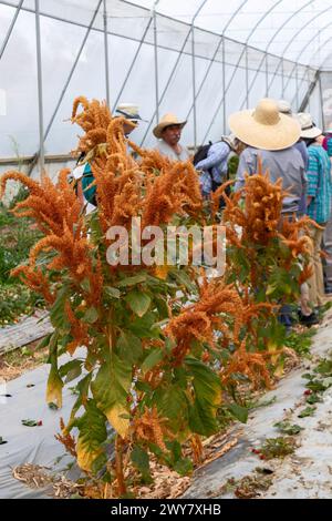 San Pablo Huitzo, Oaxaca, Mexiko - Landwirte sind Teil einer Genossenschaft, die agroökologische Prinzipien verwendet. Sie vermeiden Pestizide und andere Chemikalien, A Stockfoto