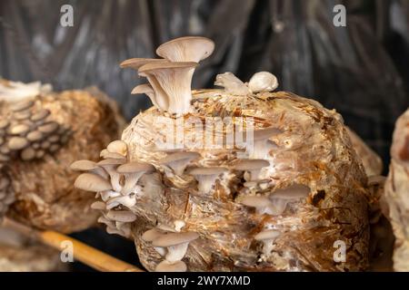 San Pablo Huitzo, Oaxaca, Mexiko - Porfirio und Gabriela Morales züchten Austernpilze im ländlichen Oaxaca. Stockfoto