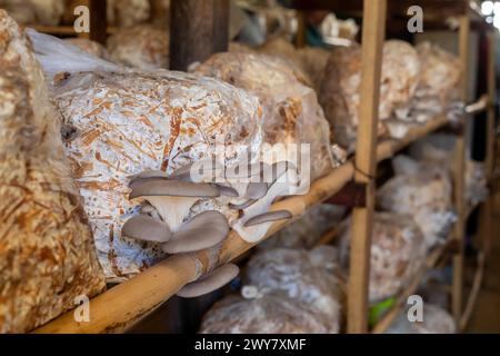 San Pablo Huitzo, Oaxaca, Mexiko - Porfirio und Gabriela Morales züchten Austernpilze im ländlichen Oaxaca. Stockfoto