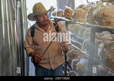 San Pablo Huitzo, Oaxaca, Mexiko - Porfirio Morales sprüht Feuchtigkeit auf Säcke mit Austernpilzen, die auf seiner Farm im ländlichen Oaxaca wachsen. Stockfoto