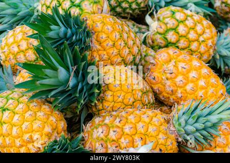 Nahaufnahme von frisch geerntetem, reifem Honiggold der Ananassorte (Ananas comosus) Stockfoto