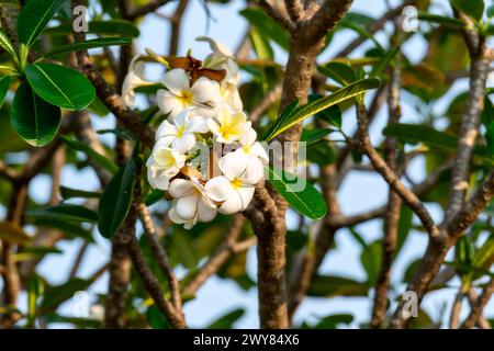 Eine Gruppe frischer weißer Frangipani-Blüten mit ihren charakteristischen gelben Zentren hebt sich von den üppig grünen Blättern eines Baumes in Mexiko ab. Stockfoto