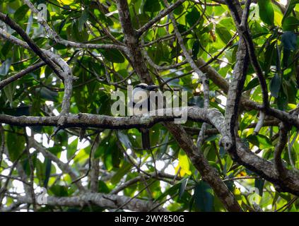 Ein Weisshalsstaubvogel, Notharchus hyperrhynchus, sitzt auf einem Baumzweig in Mexiko. Der Vogel erscheint aufmerksam und aufmerksam, mit seinem markanten W Stockfoto