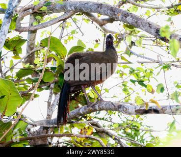 Eine brüchige Chachalaka, Ortalis wagleri, thront auf einem Baumzweig in Mexiko. Der Vogel steht still und schaut sich um seine Umgebung Stockfoto