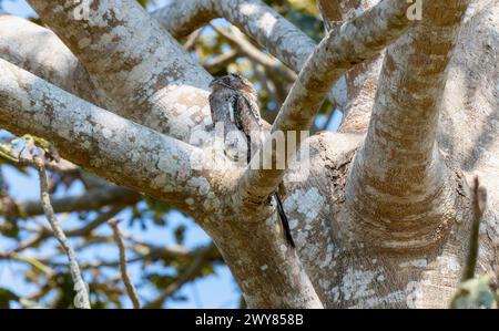 Ein nördliches Ptoo, Nyctibius jamaicensis, thront auf einem Ast in einem dichten Wald in Mexiko. Der Vogel sitzt ruhig und fügt sich in seine Umgebung ein Stockfoto