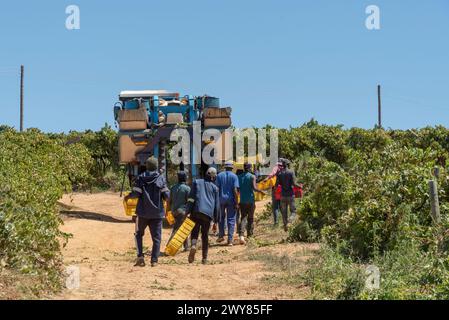 Riebeek West, Westkap, Südafrika. 27. 02. 2024. Gelegenheitsarbeiter und eine Traubenerntemaschine in einem Weinberg im Swartland Stockfoto