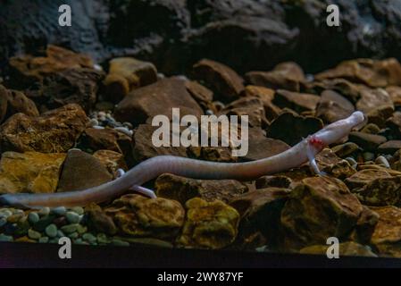 OLM Proteus Anguinus in der slowenischen Höhle Postojna Stockfoto