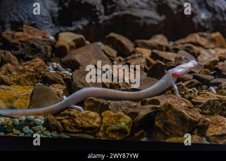 OLM Proteus Anguinus in der slowenischen Höhle Postojna Stockfoto