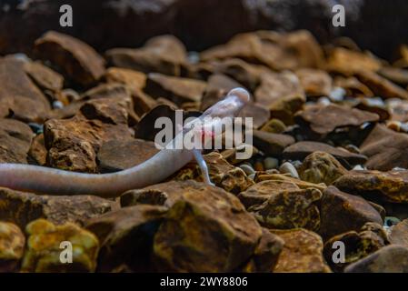 OLM Proteus Anguinus in der slowenischen Höhle Postojna Stockfoto