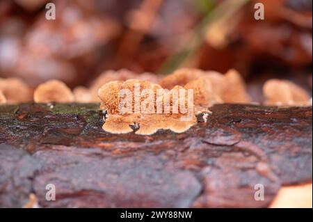 Ocker verbreitender Zahnpilz, Steccherinum ochraceum, wächst auf dem gefallenen Zweig einer Kiefer. Stockfoto