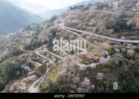 NINGBO, CHINA - 25. MÄRZ 2024 - Luftaufnahme vom 25. März 2024 zeigt Kirschblüten in voller Blüte im Siming Mountain Cherry Valley in Ning Stockfoto