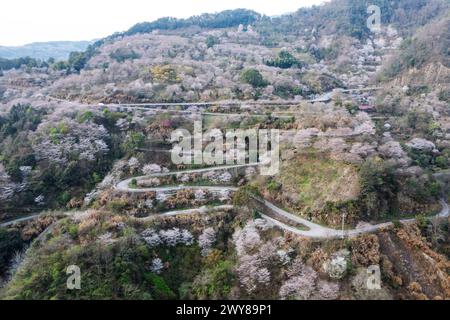 NINGBO, CHINA - 25. MÄRZ 2024 - Luftaufnahme vom 25. März 2024 zeigt Kirschblüten in voller Blüte im Siming Mountain Cherry Valley in Ning Stockfoto