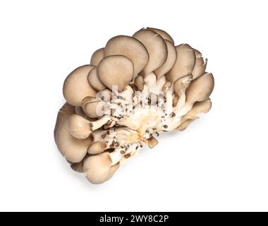 Raw Austernpilze auf weißem Hintergrund Stockfoto