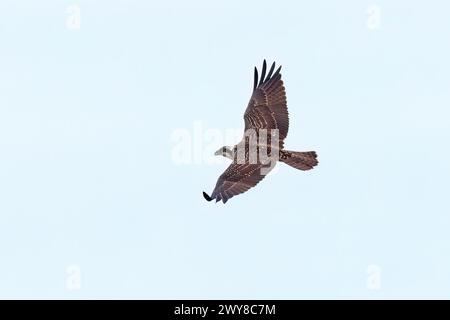 Der Osprey (Pandion haliaetus) im Flig Stockfoto