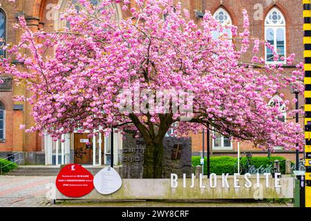 Gent, Belgien - 03. April 2024: Frühling in Gent! Die berühmtesten Blüten von Gent beginnen wieder zu blühen. bijloke Gentleman. Straße mit Kirschblüte auf bo Stockfoto