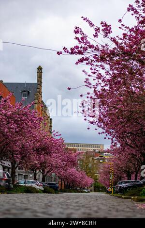 Gent, Belgien - 03. April 2024: Frühling in Gent! Die berühmtesten Blüten von Gent beginnen wieder zu blühen. bijloke Gentleman. Straße mit Kirschblüte auf bo Stockfoto