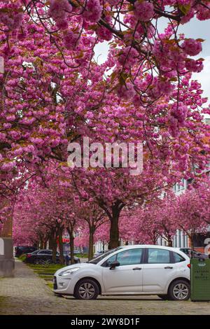 Gent, Belgien - 03. April 2024: Frühling in Gent! Die berühmtesten Blüten von Gent beginnen wieder zu blühen. bijloke Gentleman. Straße mit Kirschblüte auf bo Stockfoto