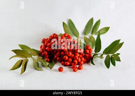 Zweig mit Blatt auf weißem Hintergrund Stockfoto