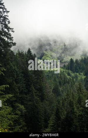 Dark Forest verschwindet im Foggy Mountain oberhalb des Olympic National Park Stockfoto