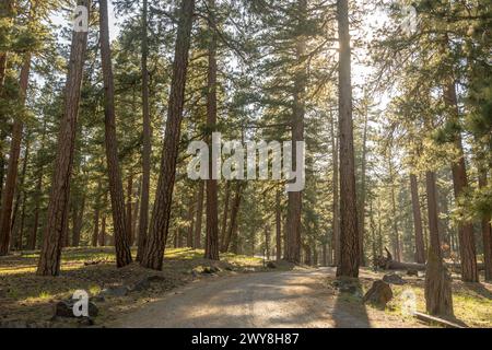 Dirt Road Führt Zum Butte Lake Im Vulkangebiet Lassen Stockfoto