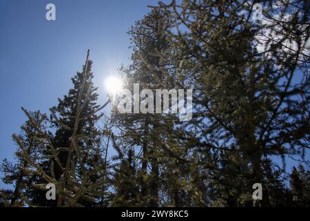Dieses Bild fängt die Schönheit des Sonnenlichts ein, das durch das dichte Laub eines ruhigen Waldes filtert und eine ruhige und bezaubernde natürliche Szene schafft. Stockfoto