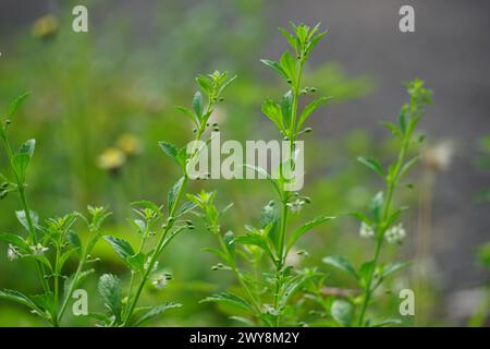 Scoparia dulcis (Süßholzkraut, Ziegengras, Scoparia-Gras, Scoparia-Gras, Scoparia-Ginster, Tapeicoava, Tapixaba, Vassourin, Kallurukki, Sapu Manis) Gras Stockfoto