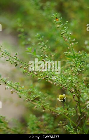 Scoparia dulcis (Süßholzkraut, Ziegengras, Scoparia-Gras, Scoparia-Gras, Scoparia-Ginster, Tapeicoava, Tapixaba, Vassourin, Kallurukki, Sapu Manis) Gras Stockfoto