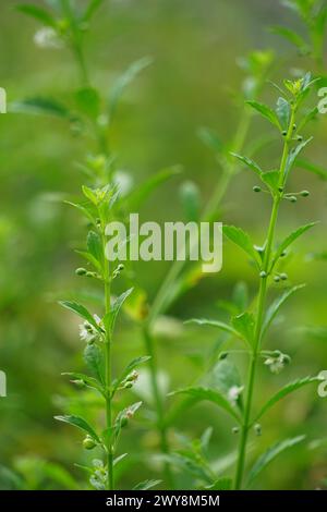 Scoparia dulcis (Süßholzkraut, Ziegengras, Scoparia-Gras, Scoparia-Gras, Scoparia-Ginster, Tapeicoava, Tapixaba, Vassourin, Kallurukki, Sapu Manis) Gras Stockfoto