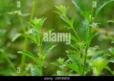 Scoparia dulcis (Süßholzkraut, Ziegengras, Scoparia-Gras, Scoparia-Gras, Scoparia-Ginster, Tapeicoava, Tapixaba, Vassourin, Kallurukki, Sapu Manis) Gras Stockfoto