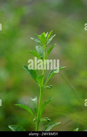 Scoparia dulcis (Süßholzkraut, Ziegengras, Scoparia-Gras, Scoparia-Gras, Scoparia-Ginster, Tapeicoava, Tapixaba, Vassourin, Kallurukki, Sapu Manis) Gras Stockfoto