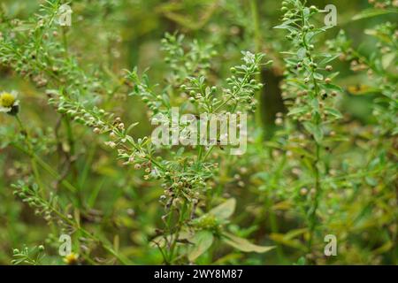 Scoparia dulcis (Süßholzkraut, Ziegengras, Scoparia-Gras, Scoparia-Gras, Scoparia-Ginster, Tapeicoava, Tapixaba, Vassourin, Kallurukki, Sapu Manis) Gras Stockfoto