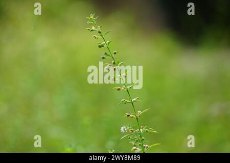 Scoparia dulcis (Süßholzkraut, Ziegengras, Scoparia-Gras, Scoparia-Gras, Scoparia-Ginster, Tapeicoava, Tapixaba, Vassourin, Kallurukki, Sapu Manis) Gras Stockfoto