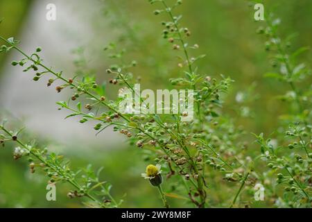 Scoparia dulcis (Süßholzkraut, Ziegengras, Scoparia-Gras, Scoparia-Gras, Scoparia-Ginster, Tapeicoava, Tapixaba, Vassourin, Kallurukki, Sapu Manis) Gras Stockfoto