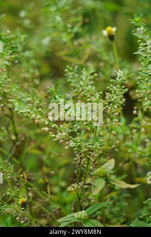 Scoparia dulcis (Süßholzkraut, Ziegengras, Scoparia-Gras, Scoparia-Gras, Scoparia-Ginster, Tapeicoava, Tapixaba, Vassourin, Kallurukki, Sapu Manis) Gras Stockfoto