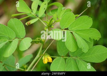 Senna tora (Cassia tora, tora, Sichelsenna, Sichelschote, tora, Kaffeepad, Foetid cassia, Senna, Sicklepod) in der Natur Stockfoto