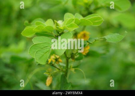 Senna tora (Cassia tora, tora, Sichelsenna, Sichelschote, tora, Kaffeepad, Foetid cassia, Senna, Sicklepod) in der Natur Stockfoto