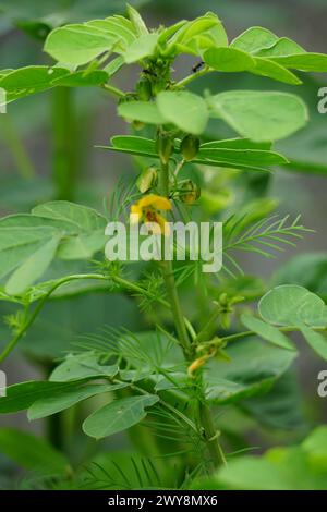 Senna tora (Cassia tora, tora, Sichelsenna, Sichelschote, tora, Kaffeepad, Foetid cassia, Senna, Sicklepod) in der Natur Stockfoto