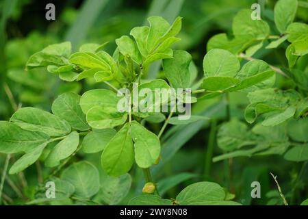 Senna tora (Cassia tora, tora, Sichelsenna, Sichelschote, tora, Kaffeepad, Foetid cassia, Senna, Sicklepod) in der Natur Stockfoto