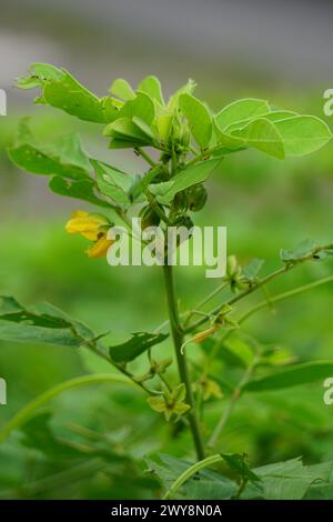 Senna tora (Cassia tora, tora, Sichelsenna, Sichelschote, tora, Kaffeepad, Foetid cassia, Senna, Sicklepod) in der Natur Stockfoto