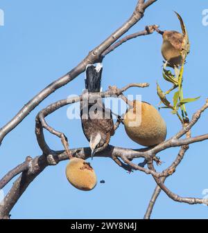 Graukronen-Babbler (Pomatostomus temporali), Futter und Futter nach oben, Wyndham, Kimberley, Western Australia, WA, Australien Stockfoto