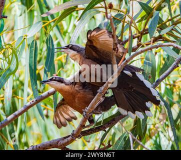 Ein Paar Graukrone Babblers (Pomatostomus temporali), die mit offenem Schnabel und flatternden Flügeln rufen, Wyndham, Kimberley, Western Australia, WA, Austral Stockfoto