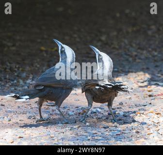 Ein Paar Graukrone Babblers (Pomatostomus temporali), die am Boden warnen, Wyndham, Kimberley, Western Australia, WA, Australien Stockfoto