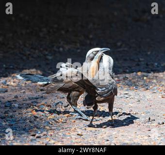 Ein Paar Graukrone Babblers (Pomatostomus temporali), die gegenseitiges Preening-Verhalten zeigen, Wyndham, Kimberley, Western Australia, WA, Australien Stockfoto