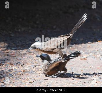 Ein Paar Graukrone Babblers (Pomatostomus temporali) Paarung, Wyndham, Kimberley, Western Australia, WA, Australien Stockfoto